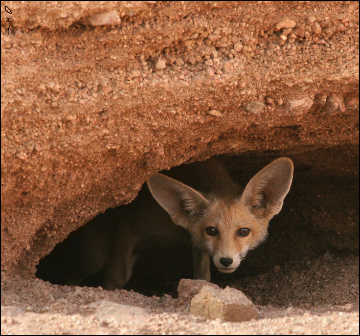 Ушастое любопытство... лисица песчаная Vulpes rueppelli Египет, Синай, Egypt, Sinai, Дахаб, Dahab