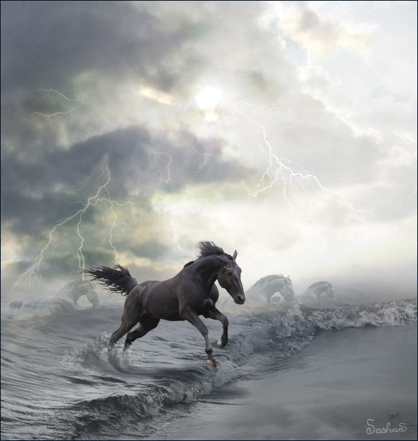 Холодное море молчит конь horse