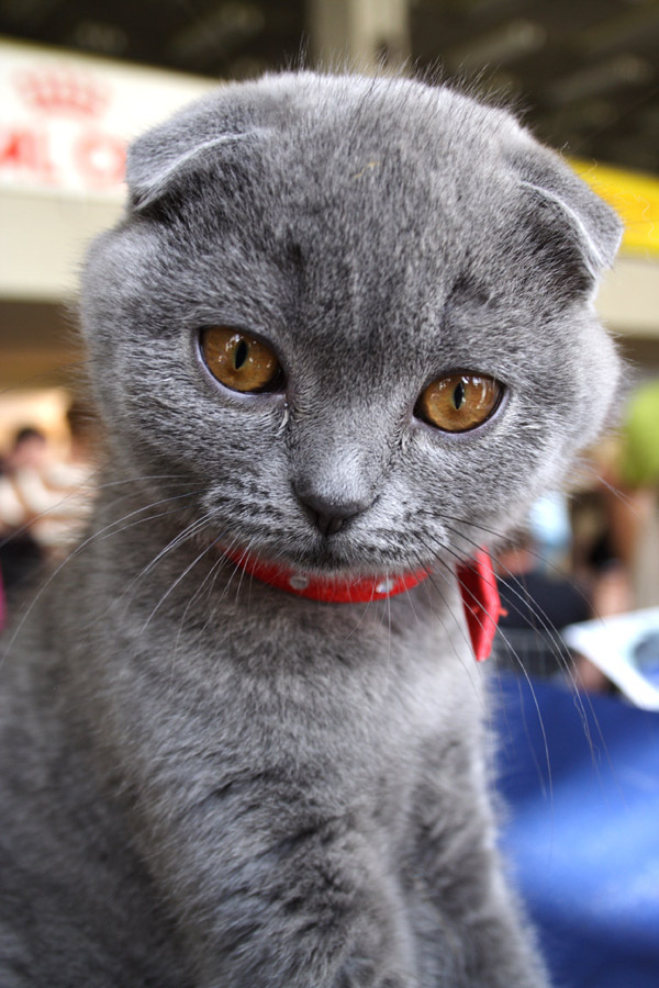 Миу? кошка