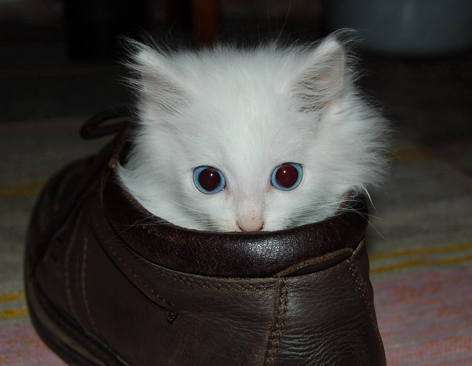 Живу я здесь! котенок в ботинке