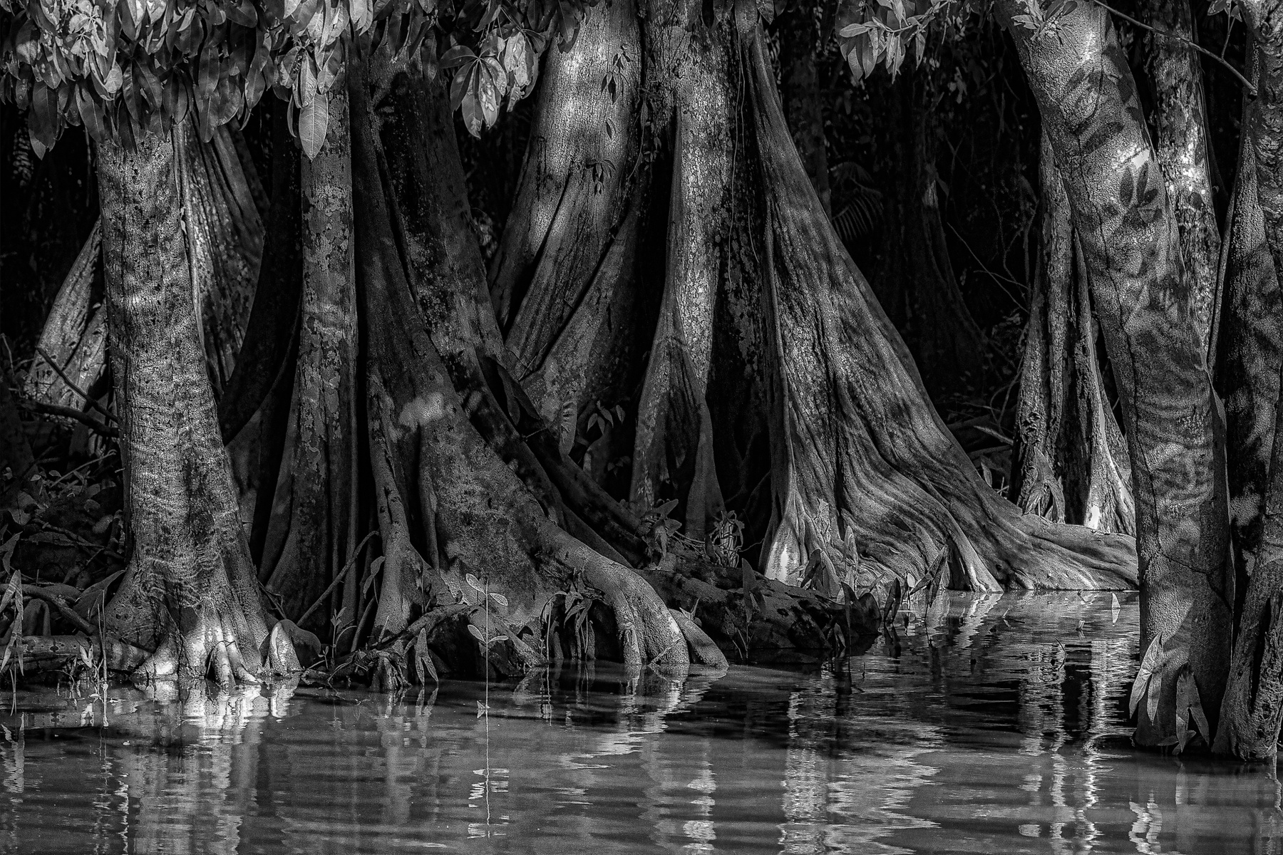 Rain forest 