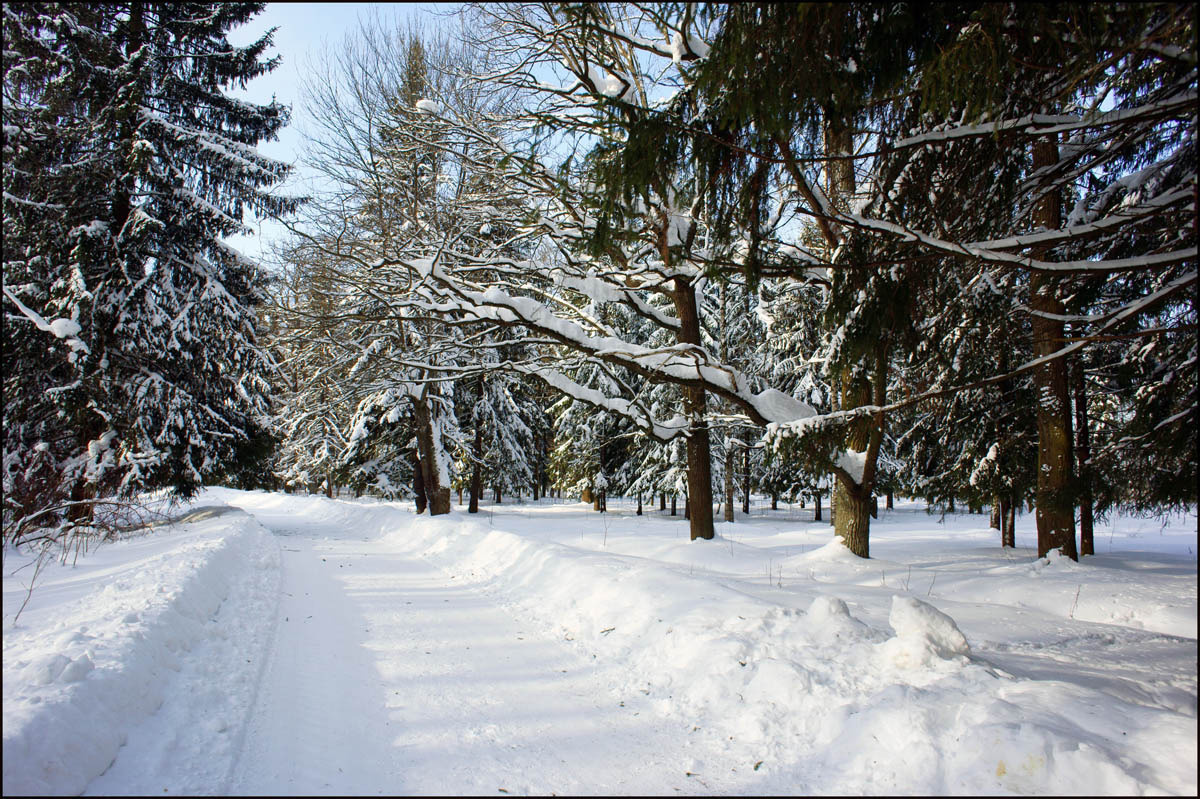 Зимний лес 