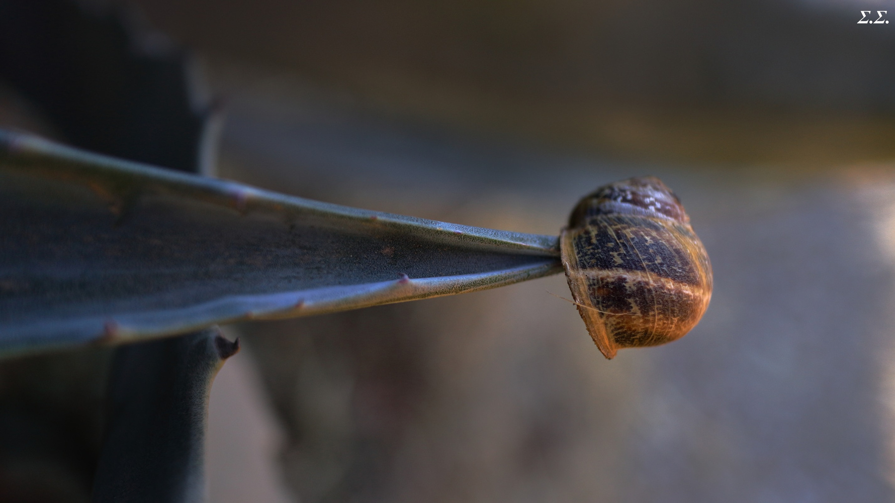 STABBED SNAIL (it was found this way) 