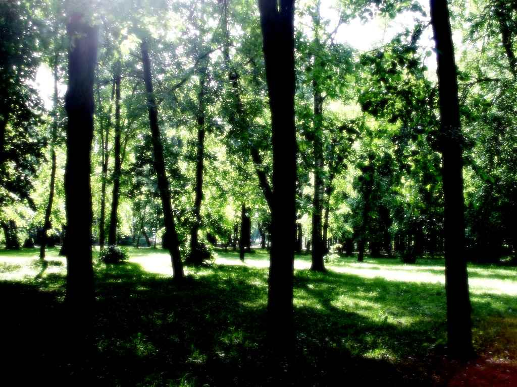 Головинский парк. Природа парк