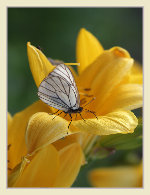 Lily 