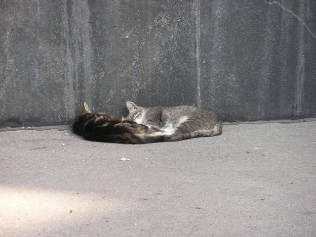 Дрыхнут.. кошки киска