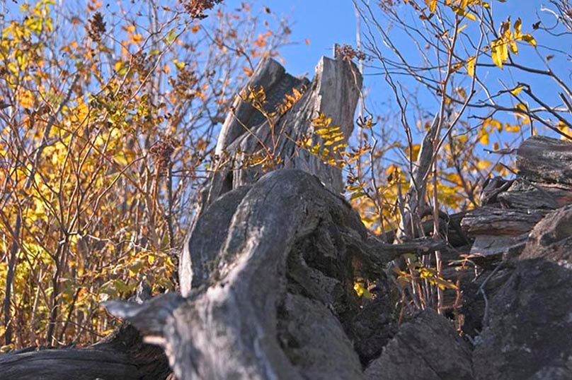 Старичок 