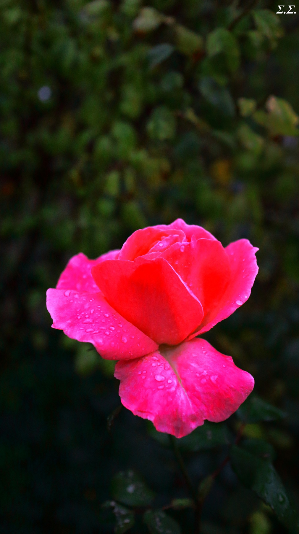 EXTRA MOISTENED FLOWER 