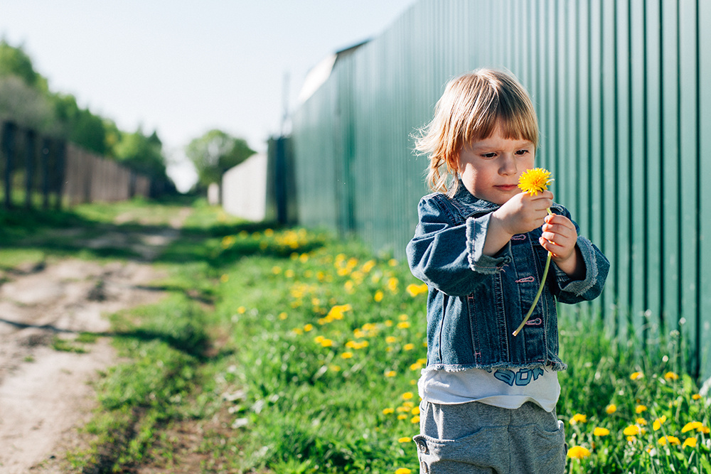 dandelion dandelion child life grass sunshine summer