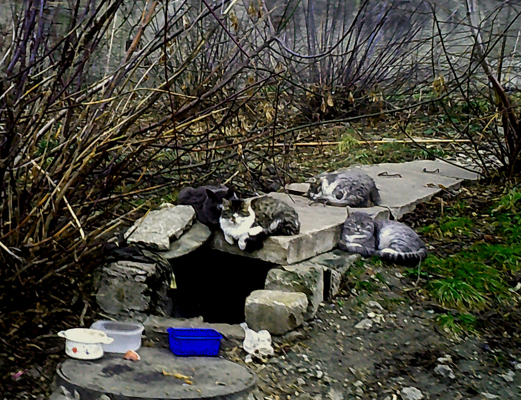 Сиеста Кот кошка животные зима