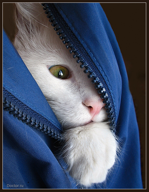 чтооо, опять будут делать уколы? кот