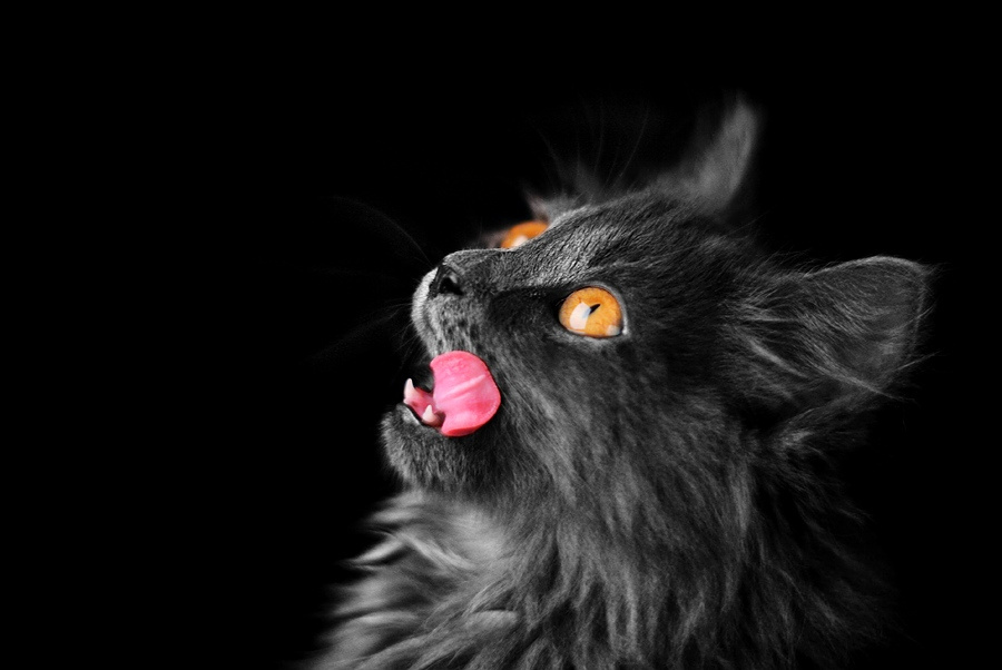 еще раз Ням! кошка ням