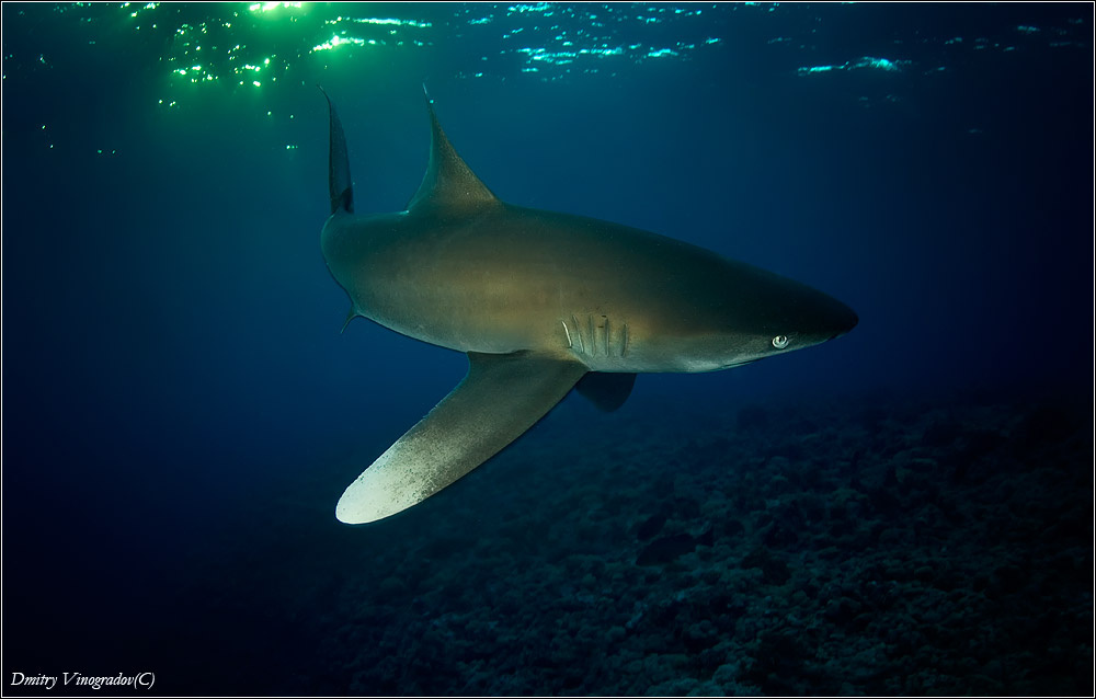 Longimanus Виноградов, лонгиманус, подводное фото, бразерс, акула, shark