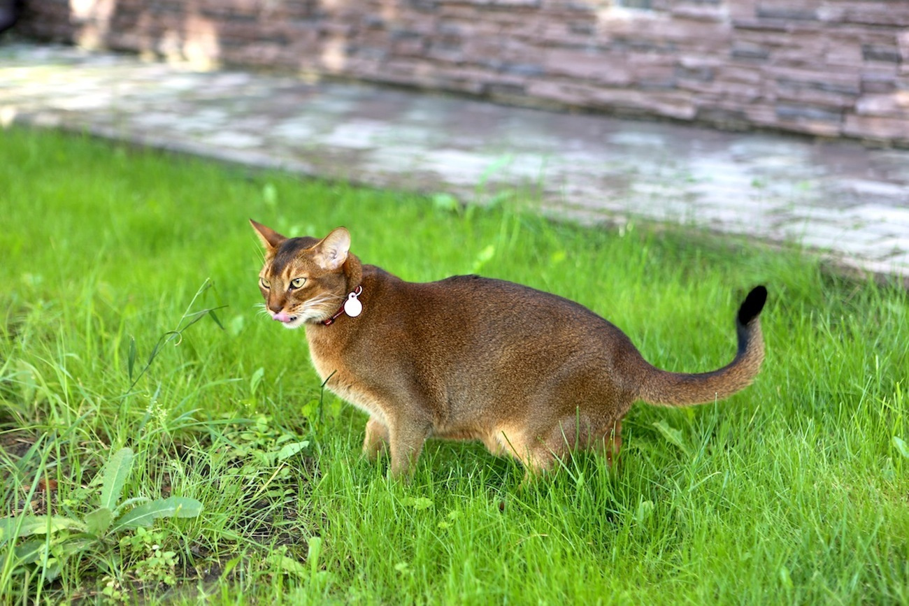 Классная трава! кот трава