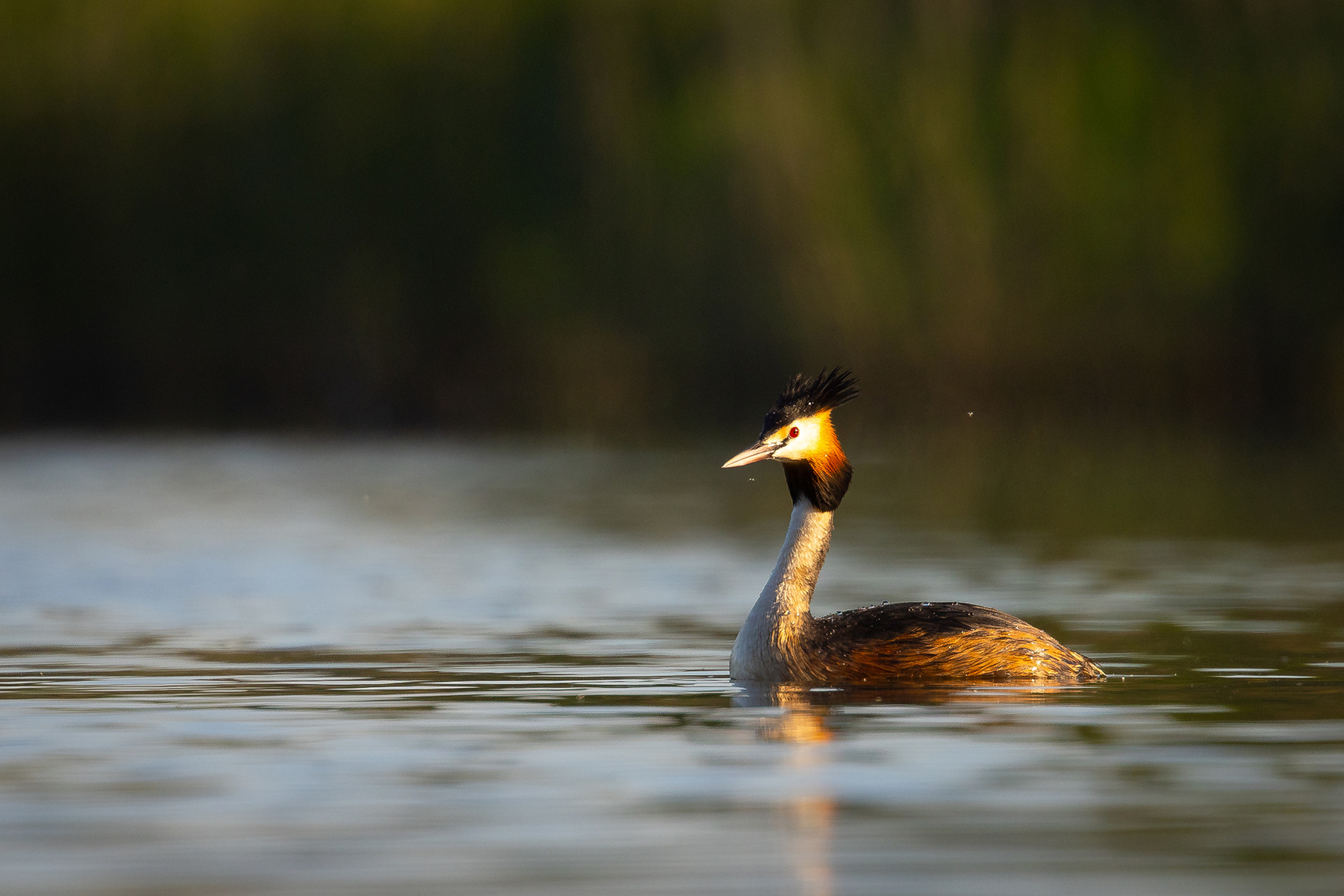 Great Crested Grebe 