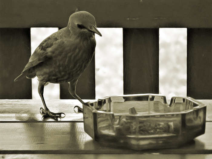 Thoughtful Bird Птица, Задумчивость, Курение, Вред