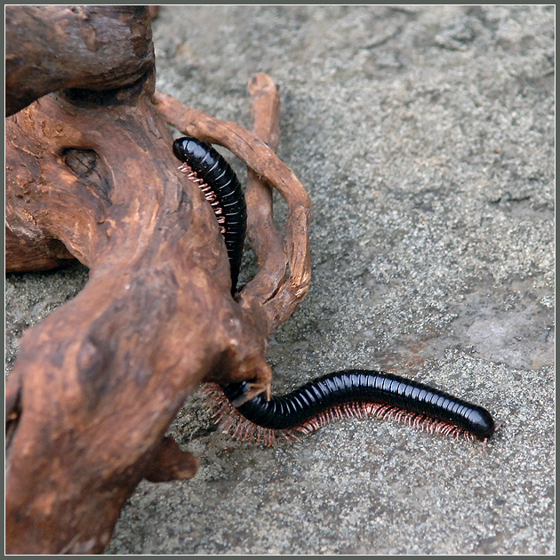 Из жизни кивсяков: на разведку... красноногий кивсяк Ephibolus pulchripes