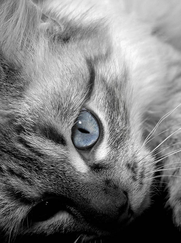 Макс Кот