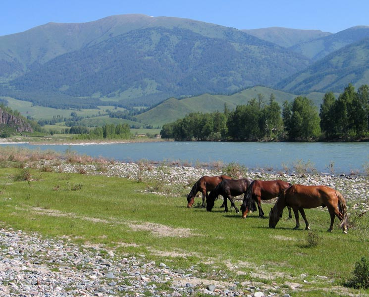 Горный Алтай, Катунь лошади катунь