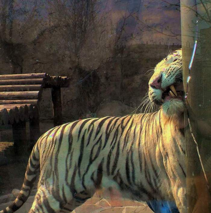 кошки тигр , готика