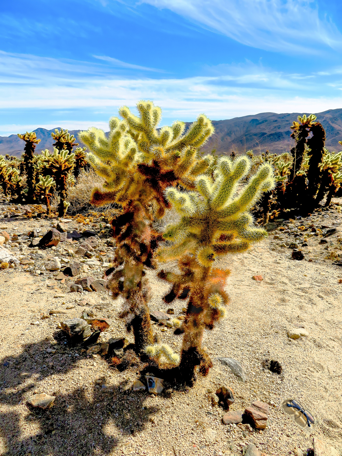 Кактус «плюшевый мишка» - cylindropuntia bigelovii пустыня чолла чолья cholla кактус пейзаж небо горы солнечный свет скалы природа засушливый cylindropuntia bigelovii