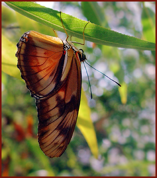 Julia Dryas julia