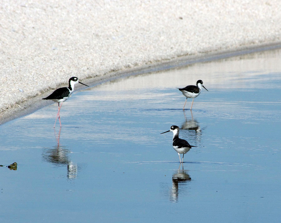 Ходулочники Американский ходулочник, Himantopus mexicanus, Black-necked Stint, Salton Sea, California