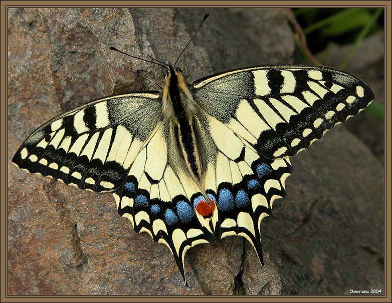 Обыкновенный и прекрасный Papilio machaon
