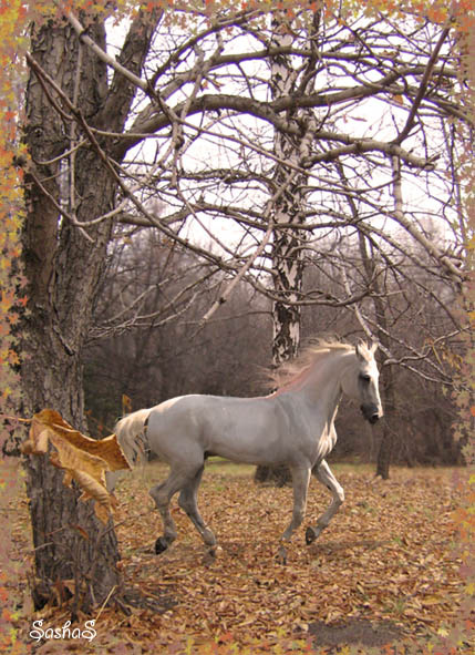 In the gold forest... конь лес единорог