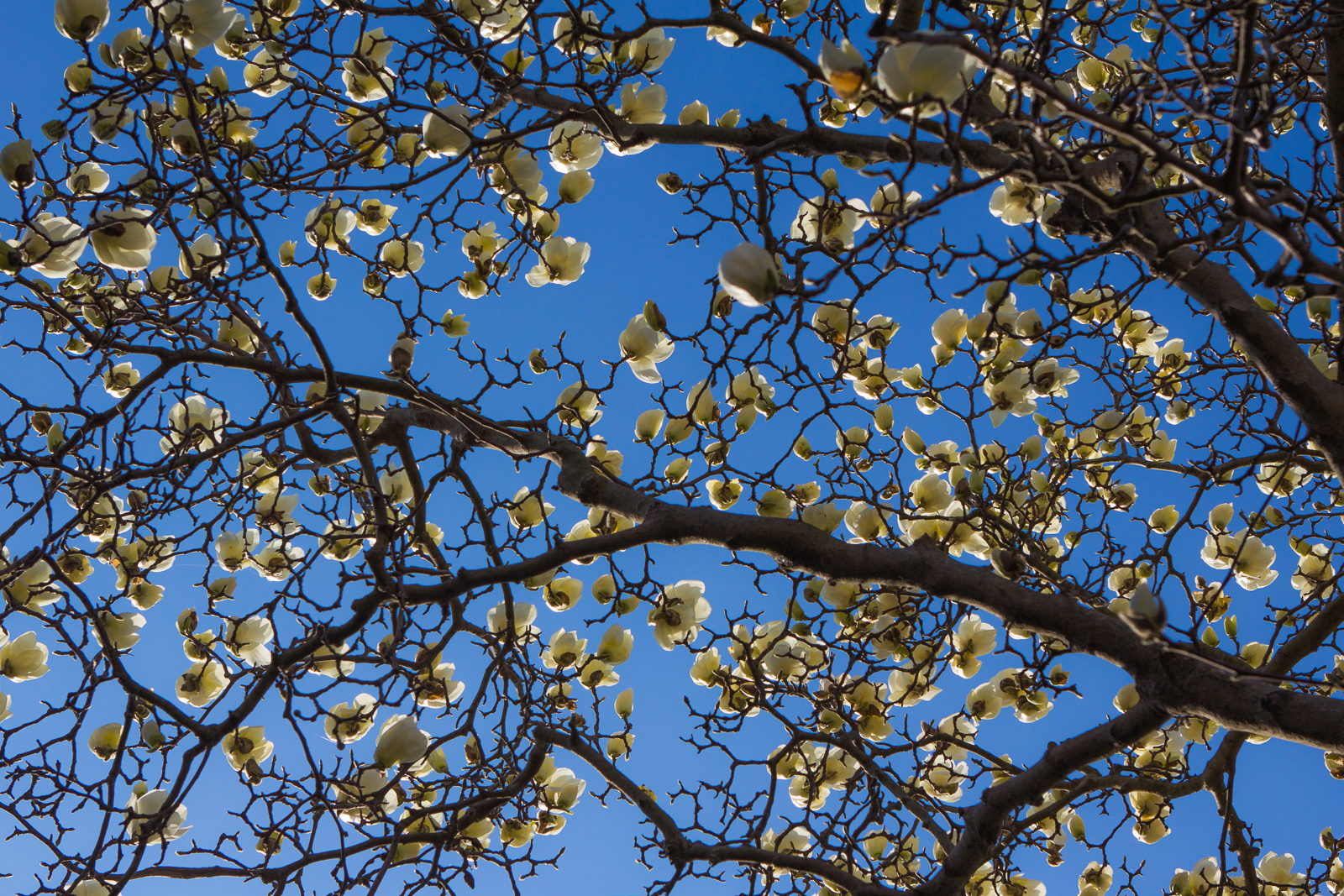 Magnolia magnolia flowers spring магнолия цветы весна