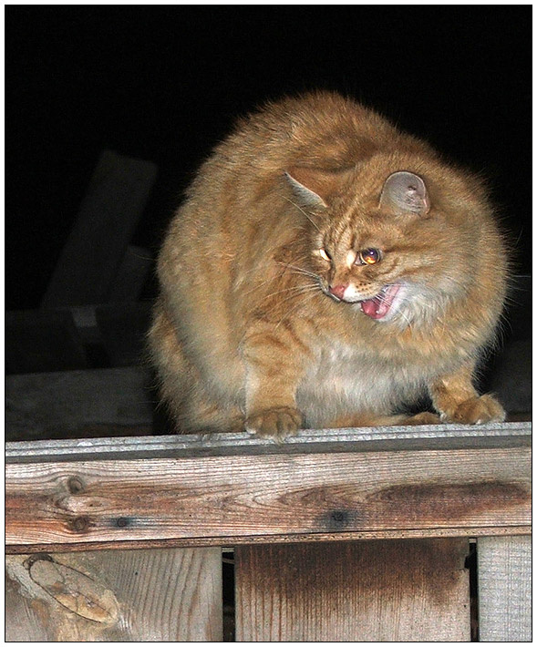 осторожно, злая кошка! кошка ночь забор