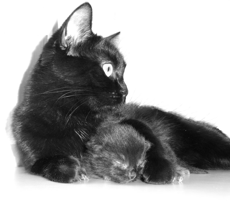 МОЁ... кот и кошка