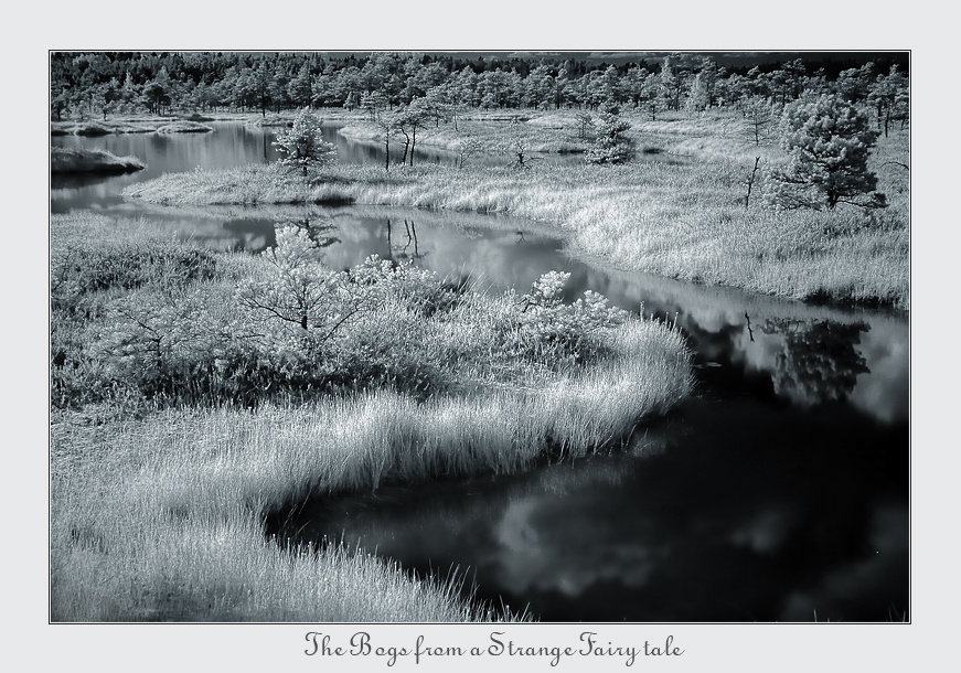 ~ The Bogs from a Strange Fairy Tale ~ 