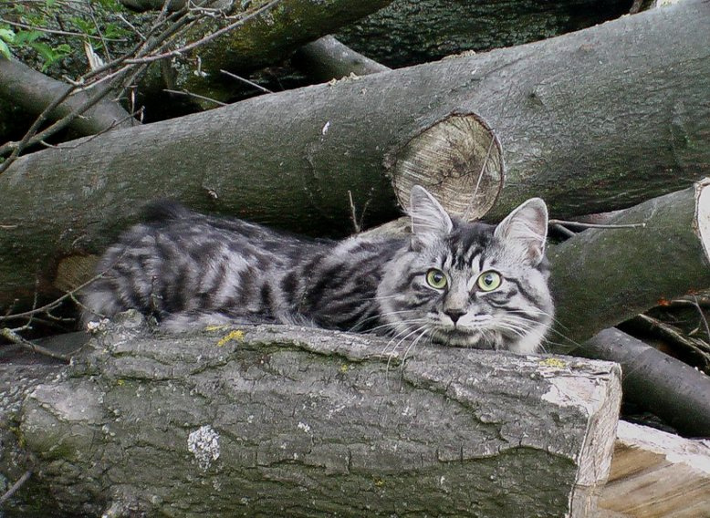 зов предков кот