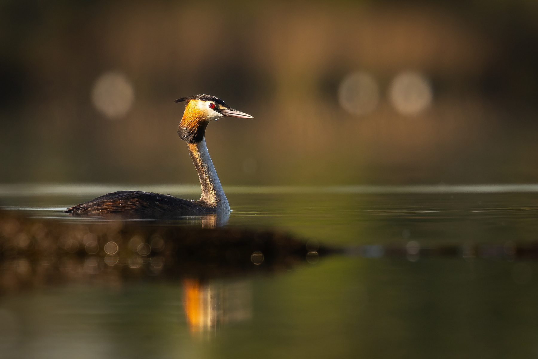 Great crested grebe 