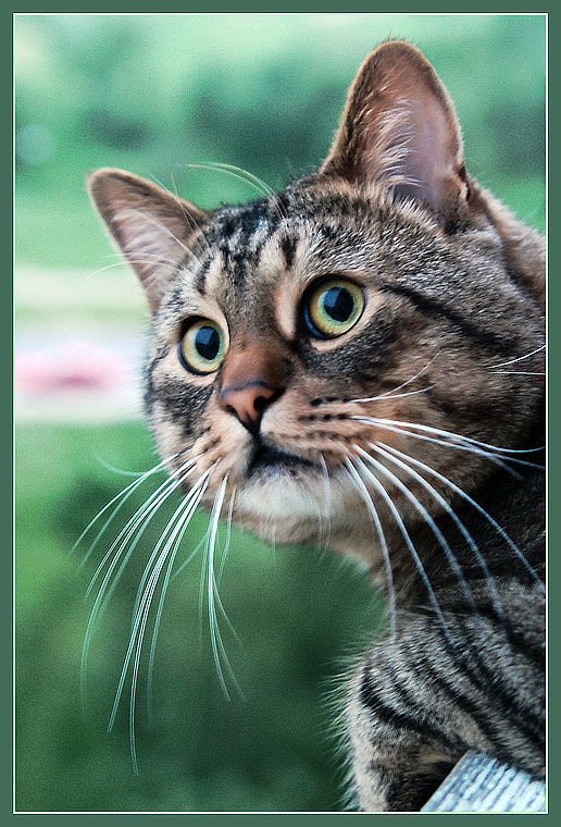 Про кота, которому очень стыдно... кот