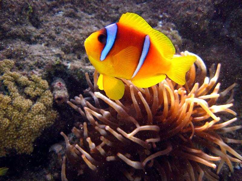 Amphiprion клоун Amphiprion красное актиния