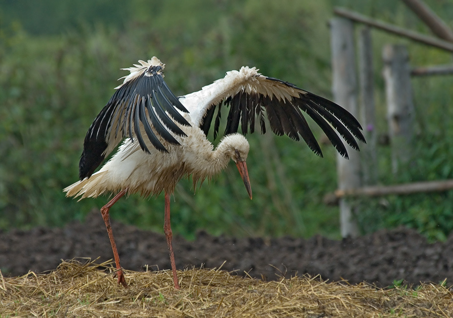 Кающийся аист, White Stork, Ciconia, кающийся