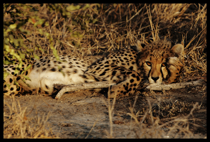 South Africa\\.. Cheetah.. 