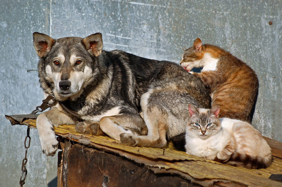 Дружная компания коты собака