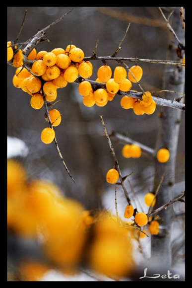Облепиха Природа, облепиха