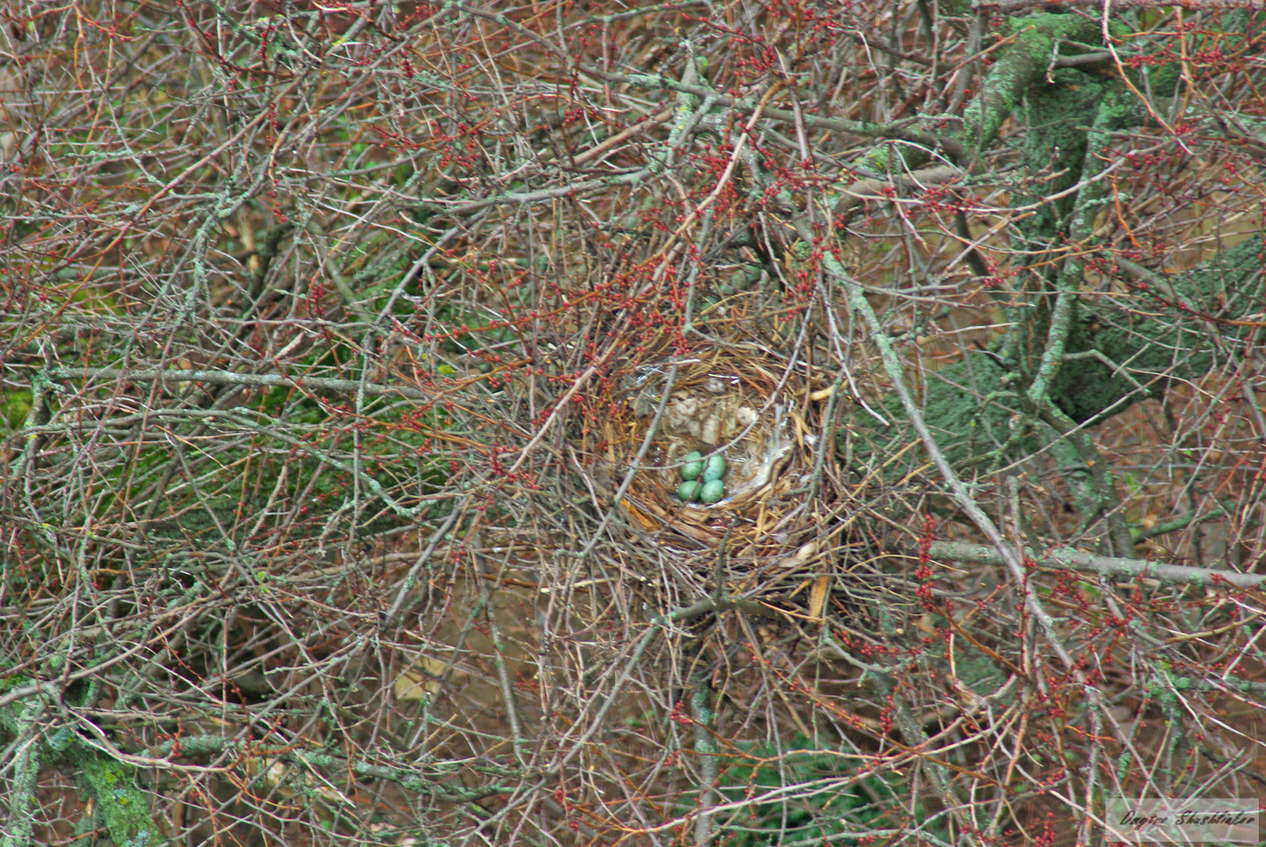 Голубые, как яйца дрозда... ворона гнездо яйца весна