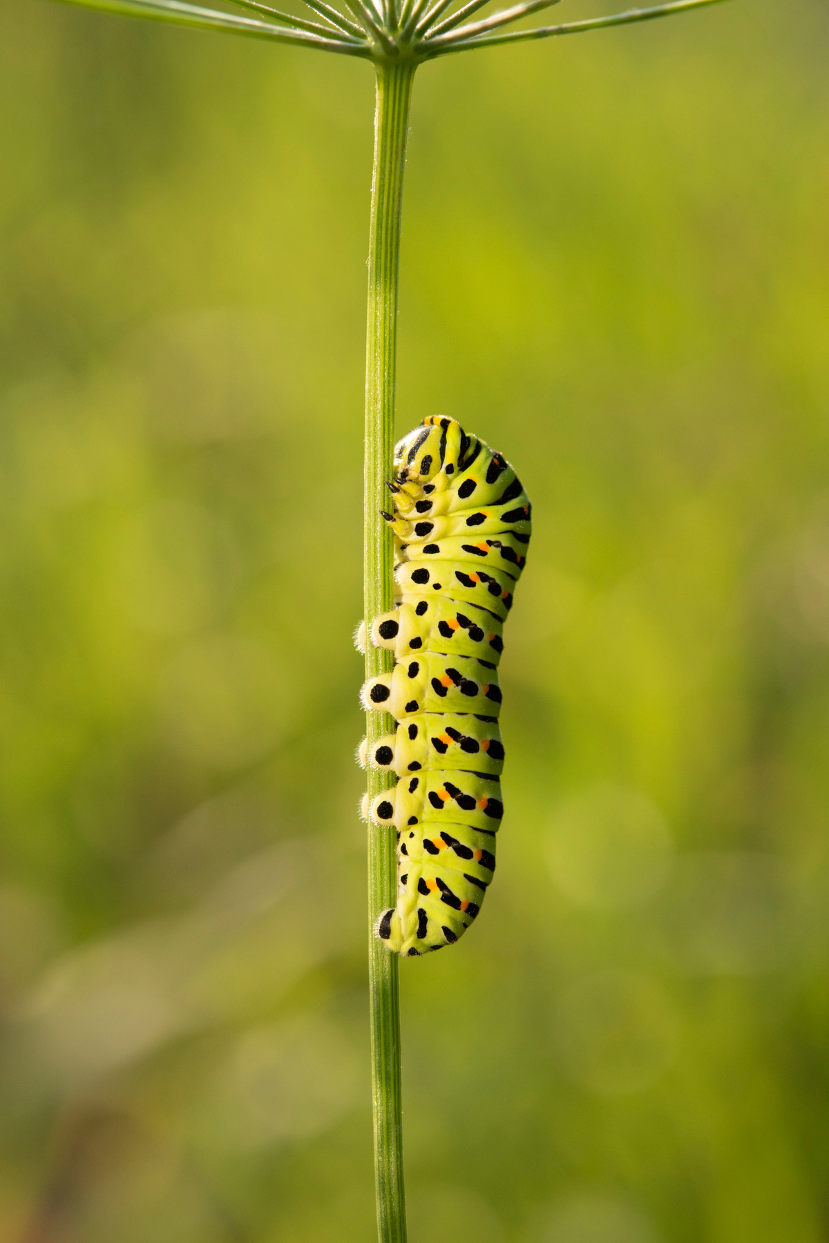 Swallowtail caterpillar 