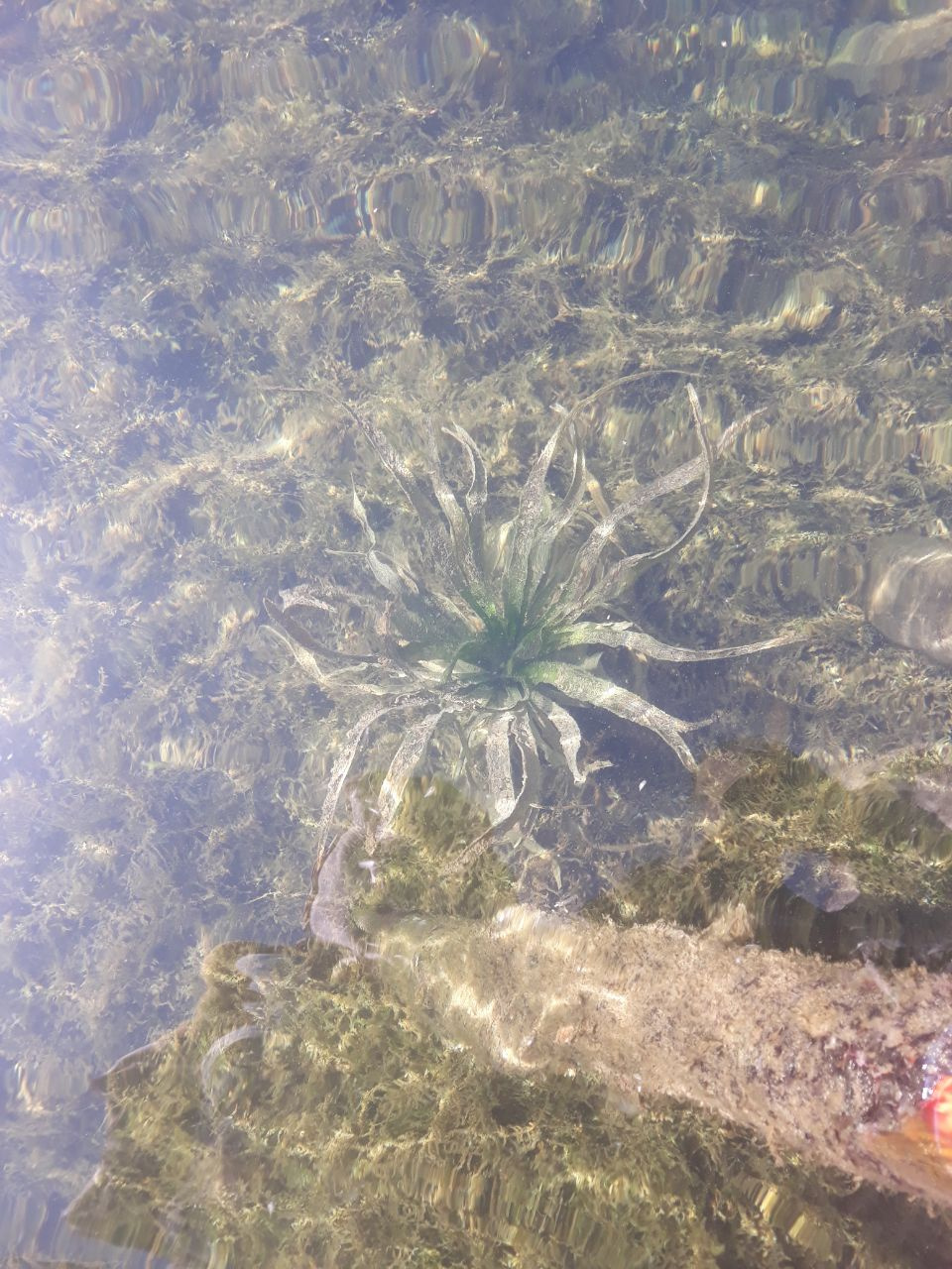 ***Дивный подводный мир подводный мир озеро растения под водой жизнь