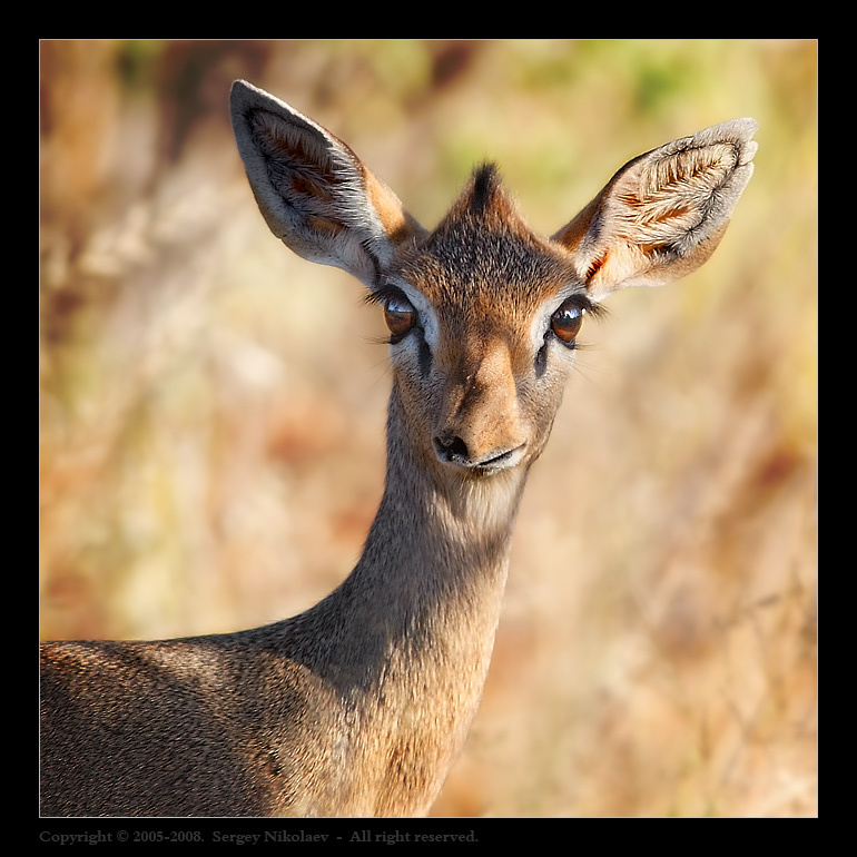 Kirk\'s Dik-Dik Kirk\'s Dik-Dik