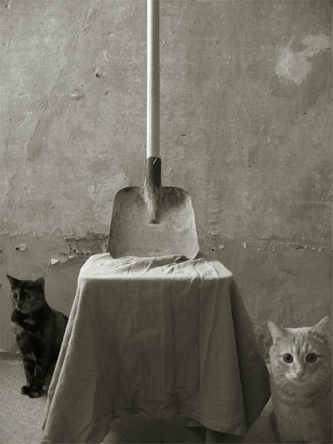 *** коты, лопата