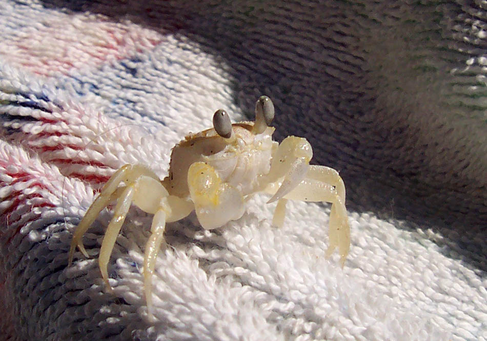 Сушусь краб приведение ghost crab