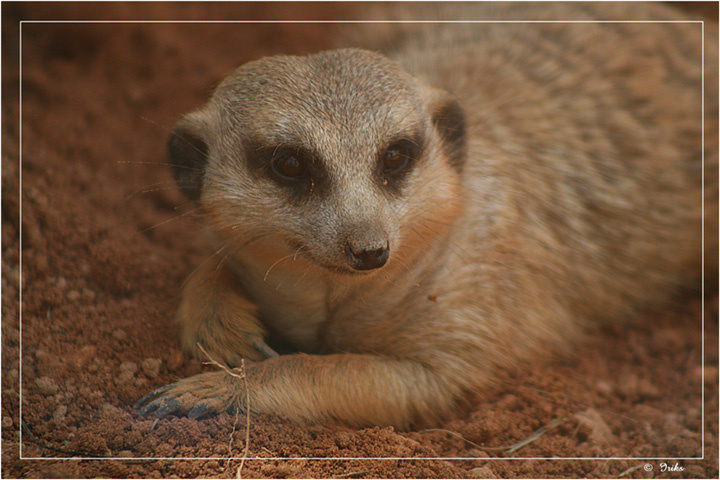 В ожидании обеда... сурикат meerkat miami metro zoo