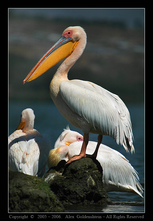 Розовый пеликан (Pelecanus onocrotalus). Розовый-пеликан, (Pelecanus-onocrotalus), Африка, Кения, озеро, Найваша, Август-2006, Фото-Сафари