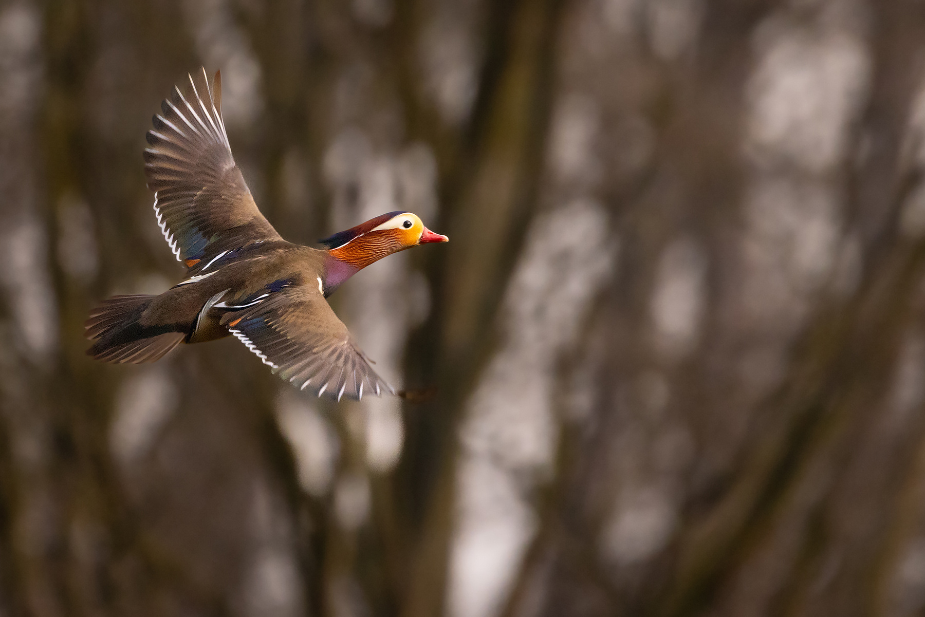 Mandarin duck 